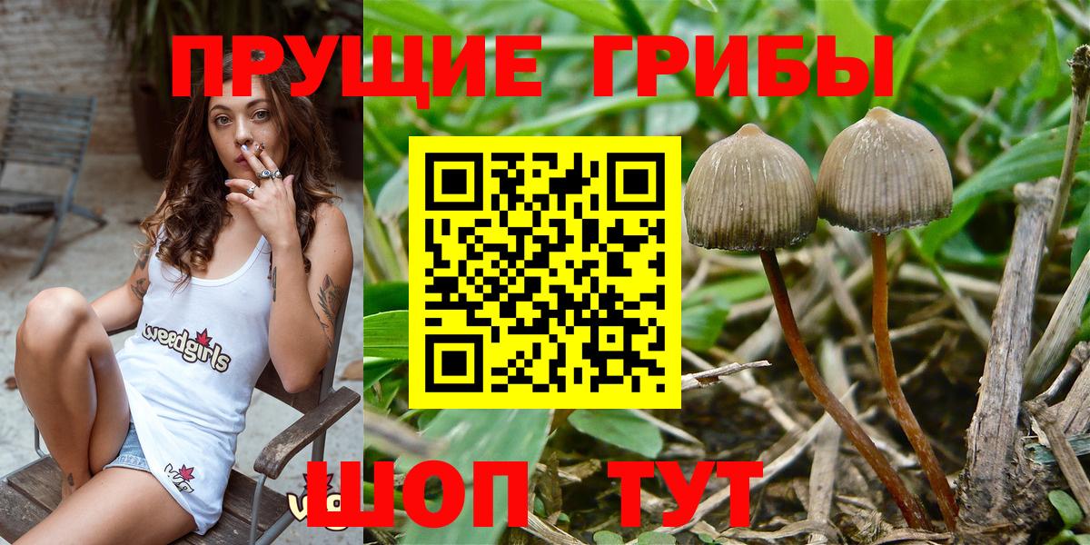 Галлюциногенные грибы Magic Shrooms  Вход с VPN  Шебекино  Псилоцибиновые грибы Psilocybine cubensis 