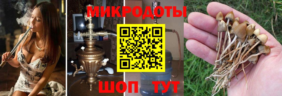 Галлюциногенные грибы ЛСД  Шебекино  Псилоцибиновые грибы Cubensis 